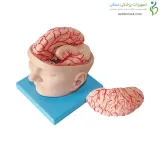 مولاژ سر با نمایش مغز و مویرگ ها