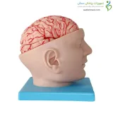 مولاژ سر با نمایش مغز و مویرگ ها