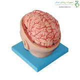 مولاژ سر با نمایش مغز و مویرگ ها