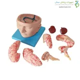 مولاژ سر با نمایش مغز و مویرگ ها