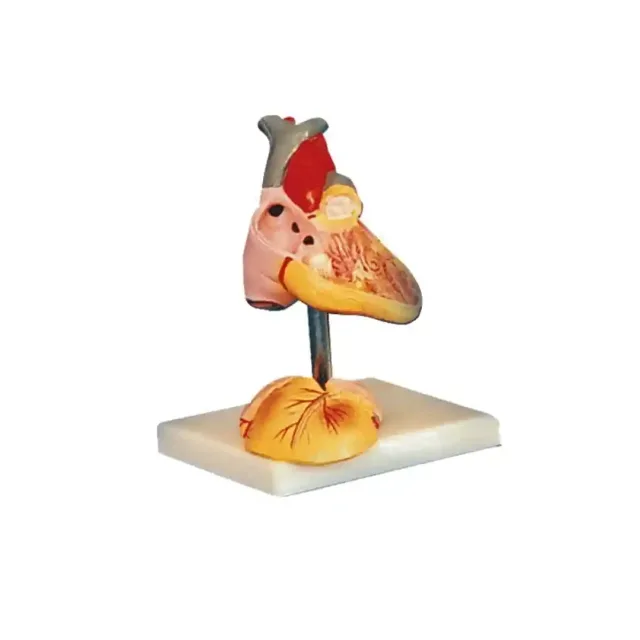 مولاژ قلب اطفال