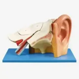 مولاژ گوش