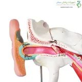 مولاژ گوش 4 برابر
