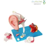 مولاژ گوش 4 برابر