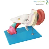 مولاژ گوش 4 برابر