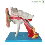 مولاژ گوش 4 برابر