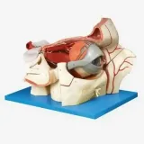 مولاژ چشم و حدقه 9 قسمتی با نمایش ماهیچه،پلک،عروق و اعصاب