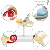 مولاژ گوش داخلی 18 برابر