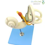 مولاژ گوش داخلی 18 برابر