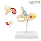 مولاژ گوش داخلی 18 برابر