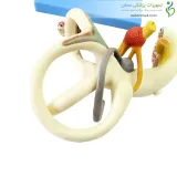مولاژ گوش داخلی 18 برابر
