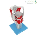 مولاژ حنجره با نمایش عملکرد