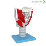مولاژ حنجره با نمایش عملکرد