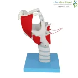 مولاژ حنجره با نمایش عملکرد