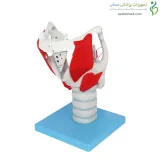 مولاژ حنجره با نمایش عملکرد