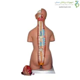 مولاژ نیم تنه 40 قسمتی