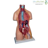 مولاژ نیم تنه 40 قسمتی