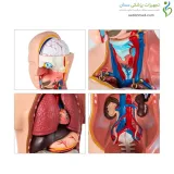 مولاژ نیم تنه 20 قسمتی