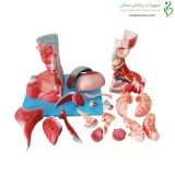 مولاژ سر و گردن با عروق و اعصاب