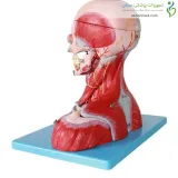 مولاژ سر و گردن با عروق و اعصاب