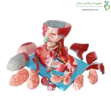 مولاژ سر و گردن با عروق و اعصاب