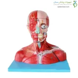 مولاژ سر و گردن با عروق و اعصاب