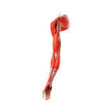 مولاژ عضلات دست با اعصاب و عروق
