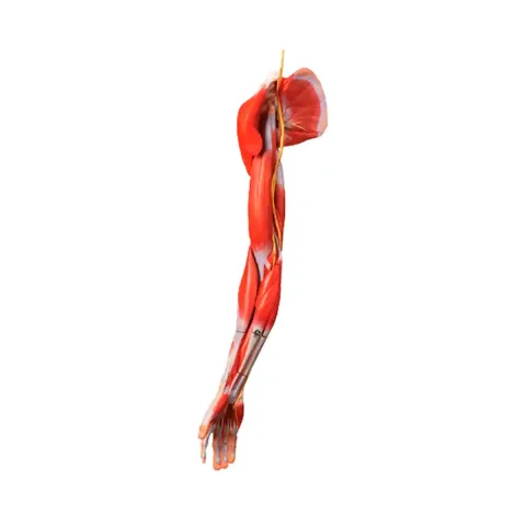 مولاژ عضلات دست با اعصاب و عروق