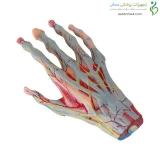 مولاژ مچ دست با اعصاب و عروق