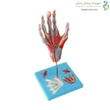 مولاژ مچ دست با اعصاب و عروق