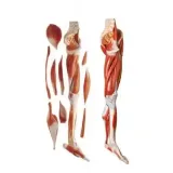 مولاژ عضلات پا با اعصاب و عروق