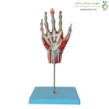 مولاژ مچ دست با اعصاب و عروق