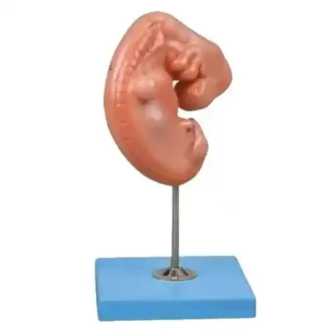 مولاژ جنین یک ماهه