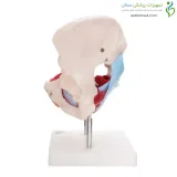 مولاژ لگن و رحم