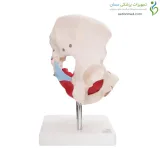 مولاژ لگن و رحم