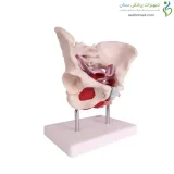 مولاژ لگن و رحم