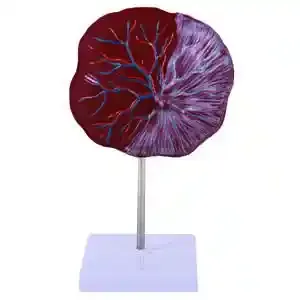 مولاژ جفت