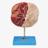 مولاژ جفت