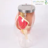 مولاژ آموزش تزریق عضلانی پیشرفته