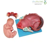 مولاژ مراحل زایمان