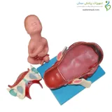 مولاژ مراحل زایمان
