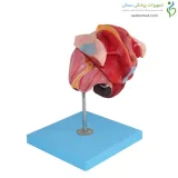 مولاژ دستگاه تناسلی زن