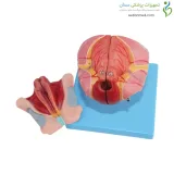 مولاژ دستگاه تناسلی زن