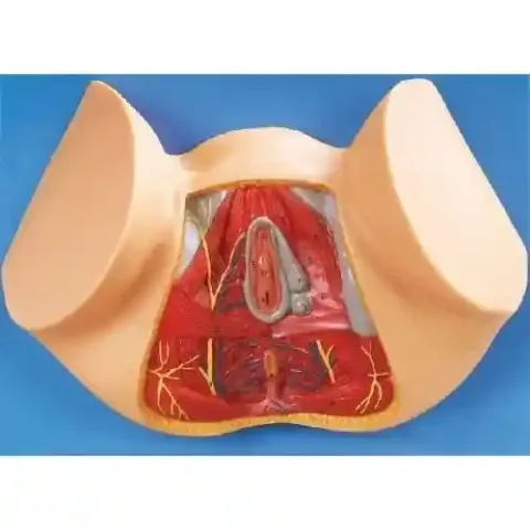 مولاژ آناتومی کف لگن زن