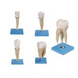 مولاژ دندان داندانپزشکی ۵ عددی