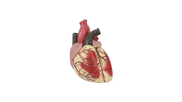 مولاژ اسکلت بدن انسان اندازه طبیعی کنار مولاژ قلب