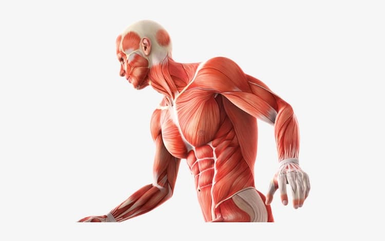 انواع مولاژ