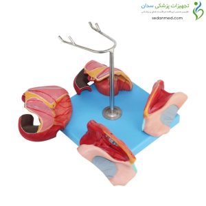 Alternative view of مولاژ دستگاه تناسلی زن