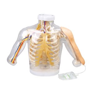 مولاژ تزریق عضلانی پیشرفته الکترونیکی