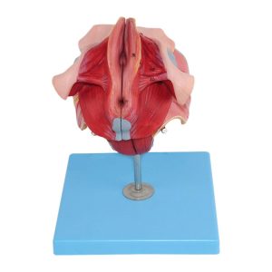 مولاژ دستگاه تناسلی زن